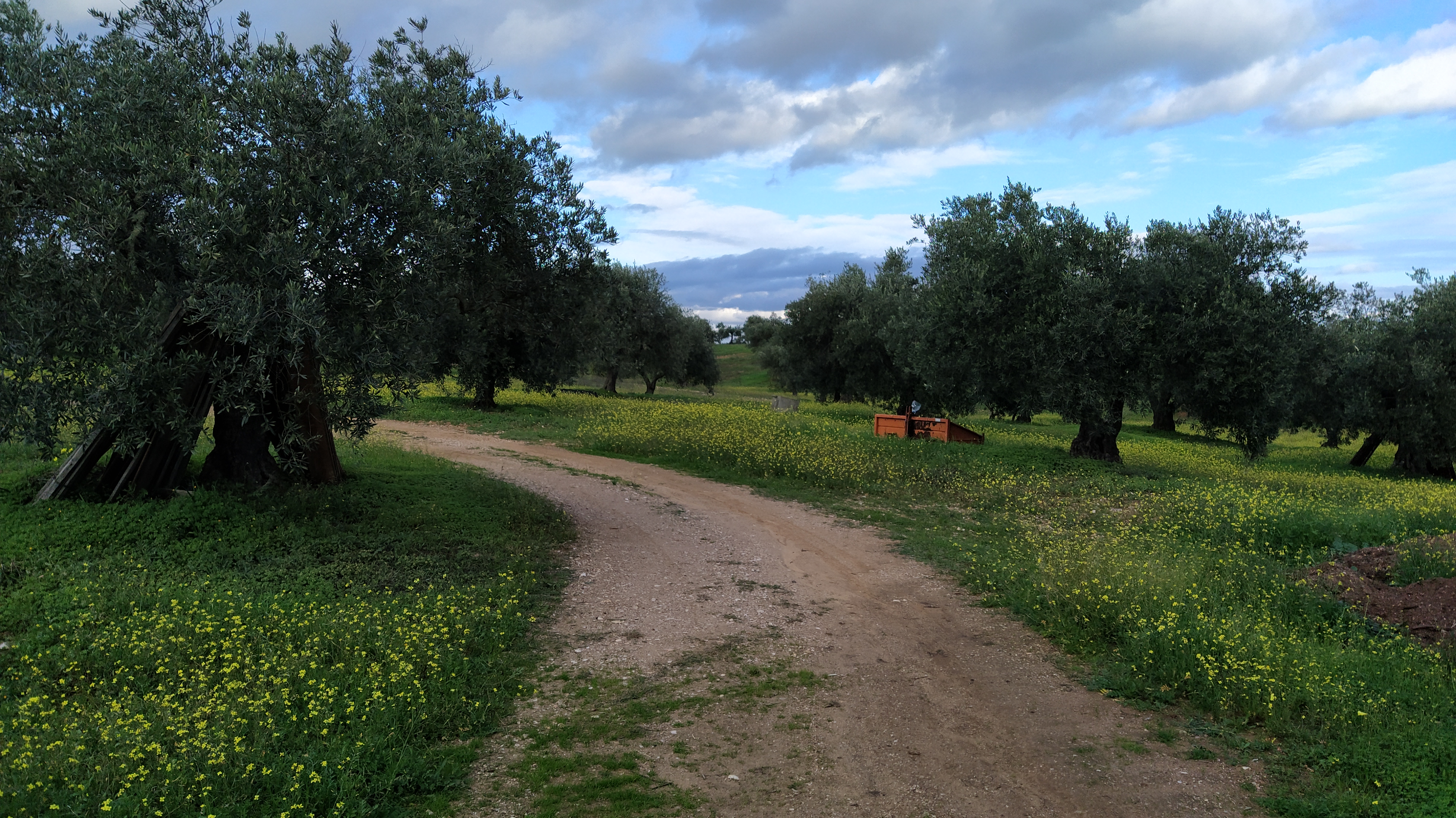 Olive Trees in Alentejo